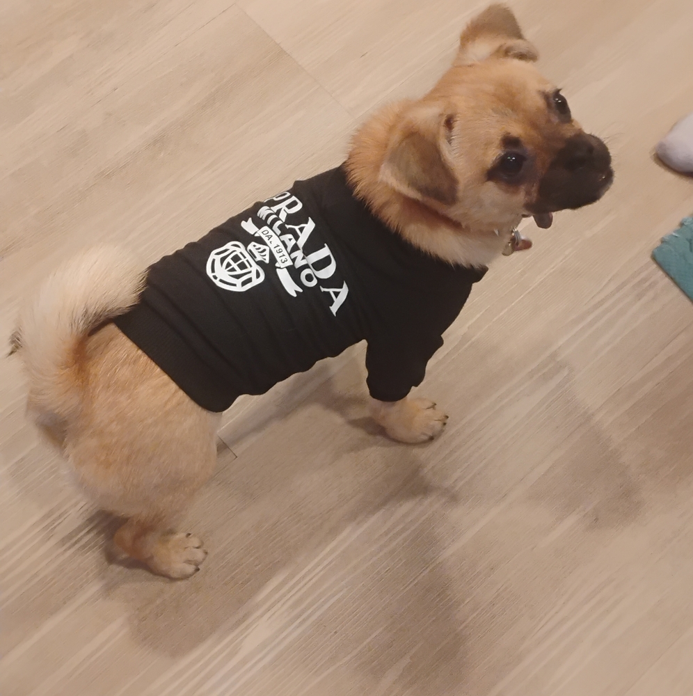 Prada Black Hoodie For Dogs, Size Small